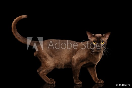 Picture of Brown burmese cat standing and Looking in camera chocolate shining fur on isolated black background side view